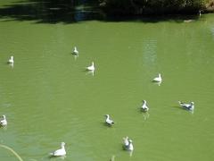101PARC AUX OISEAUX DANS L AIN 2016 1_000054